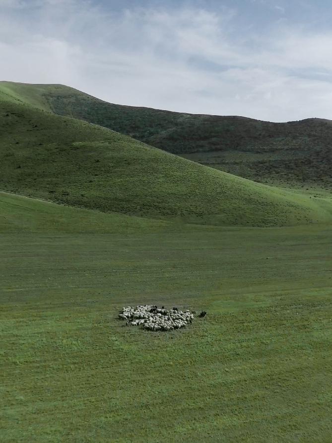 The difference between Icelandic sheepskin and Tuscany - Firelady Fur